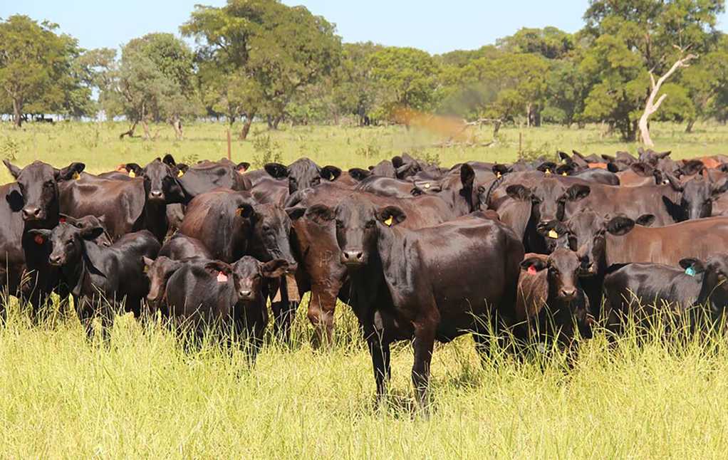 Eine moderne und nachhaltige Landwirtschaft behält Nutztiere im Blick – die Ohrmarken von Datamars werden auf der neuen precisionMolding hergestellt. Eine moderne und nachhaltige Landwirtschaft behält Nutztiere im Blick – die Ohrmarken von Datamars werden auf der neuen precisionMolding hergestellt.