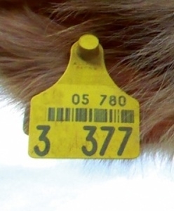 LIFOCOLOR Laserbeschriftung