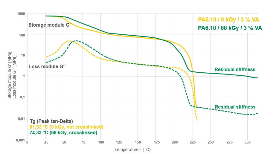 Die dynamisch-mechanische Analyse zeigt, dass strahlenvernetztes Bio-PA 6.10 im Gegensatz zu unbehandelten Probekörpern selbst oberhalb von 230 °C eine Reststeifigkeit behält. ©BGS
